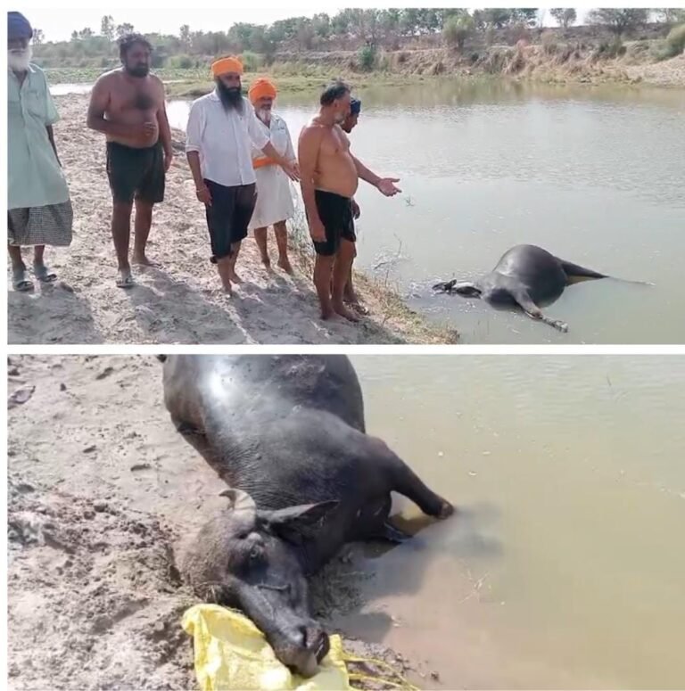 ਪਿੰਡ ਸਭਰਾ ਵਿਖੇ ਛੇ ਪਸ਼ੂਆਂ ਦੀ ਜਹਰੀਲਾ ਚਾਰਾ ਖਾਣ ਨਾਲ ਹੋਈ ਮੌਤ 